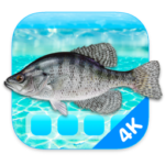 Aquarium 4K For Mac 一款4K高清屏幕保护工具 V1.1.0